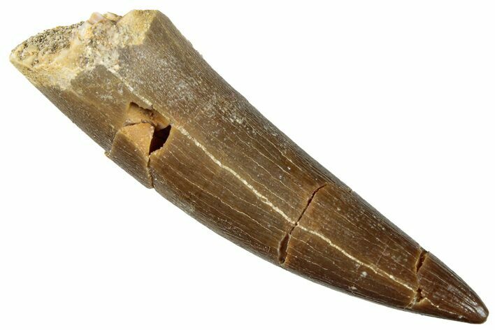 Fossil Plesiosaur (Zarafasaura) Tooth - Morocco #296358